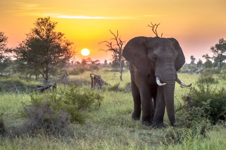 Kruger National Park